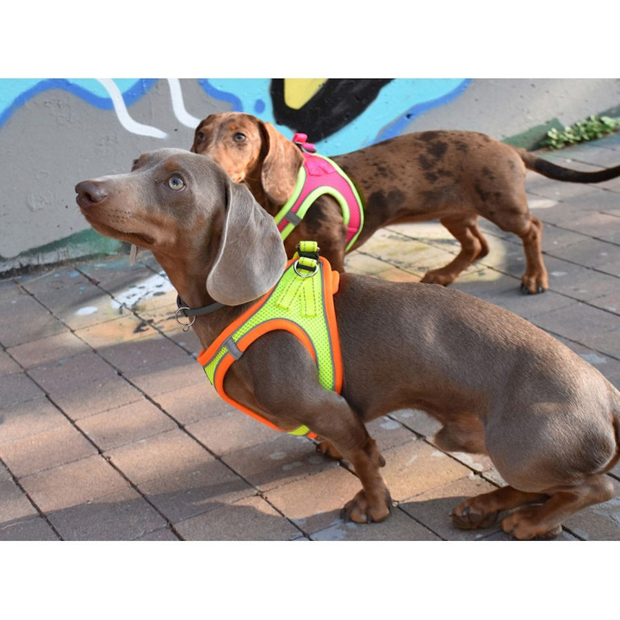 Nayeco X-TRM Neo Amarillo arn&eacute;s para perros, , large Imagen numero 2